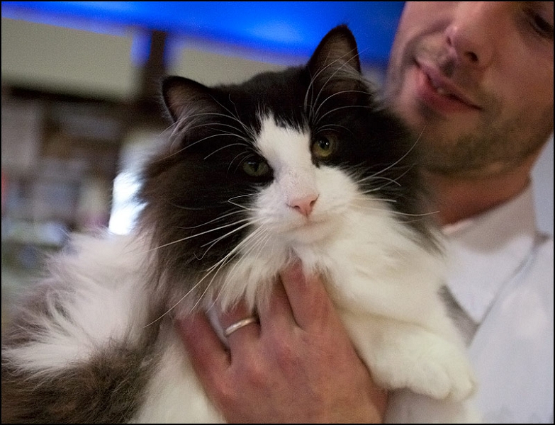 Ellboy du Soleil de Minuit 4.jpg - Ellboy du Soleil de Minuit